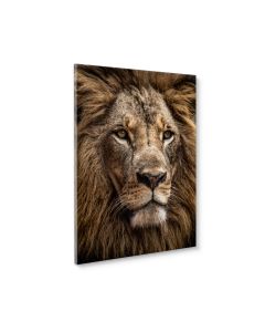 Tavla Canvas 50x70 Majestic Lion