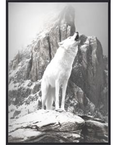 Poster 30x40 B&W White Wolf (planpackad)