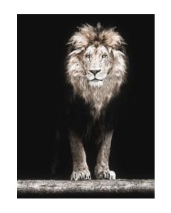Poster 50x70 Black Lion (planpackad)